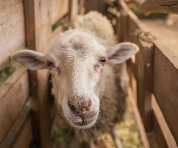 مزرعة للإقامة Casas Da Levada